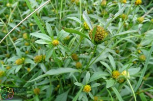 Bidens connata (4)